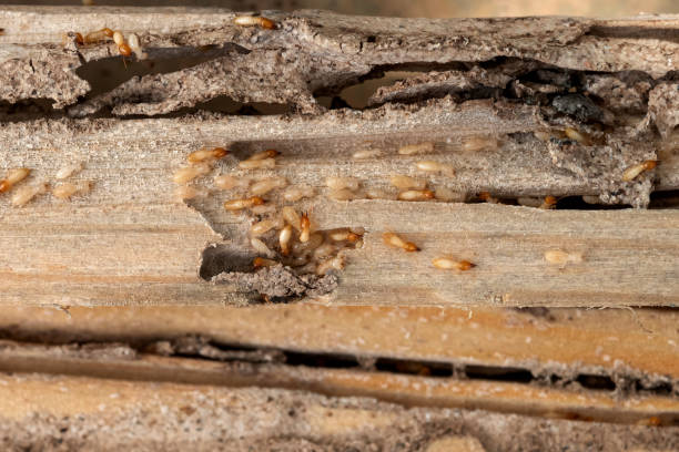 Best Pest Prevention Services  in West Point, NE